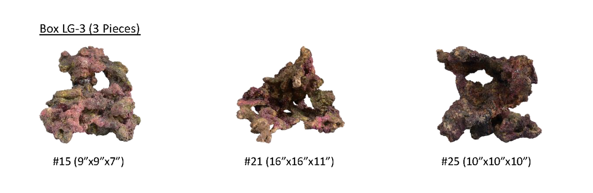 Indo Reef Large Box 3