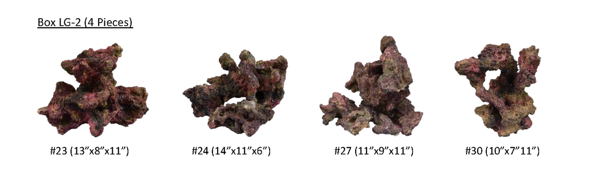 Indo Reef Large Box 2