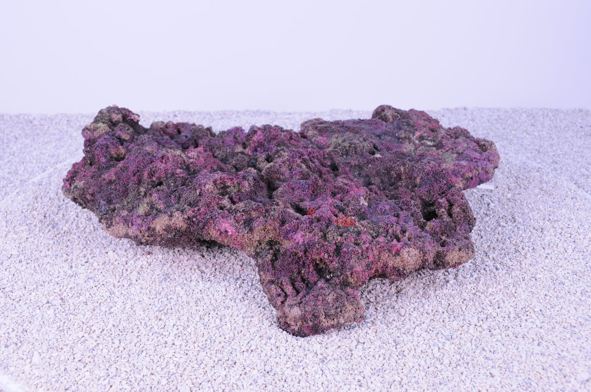 Indo Reef Box B