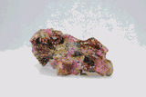 Live Rock Replica #30