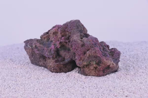 Indo Reef Gobie #6