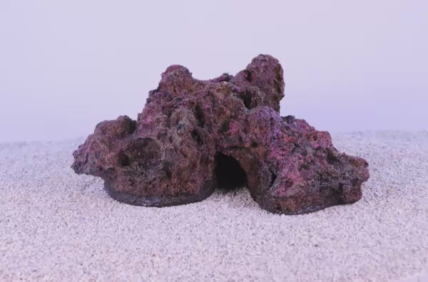 Indo Reef Gobie #10