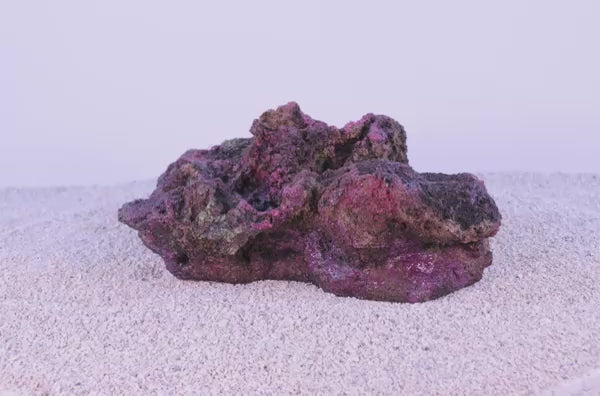 Indo Reef Gobie #8