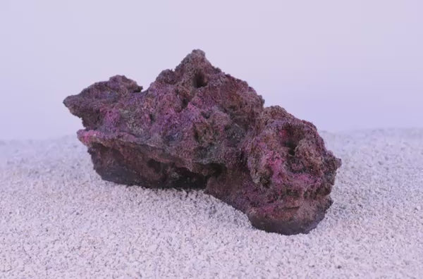 Indo Reef Gobie #9